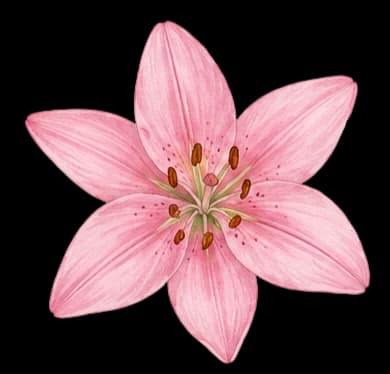 Lily