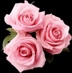 A pink rose bouquet