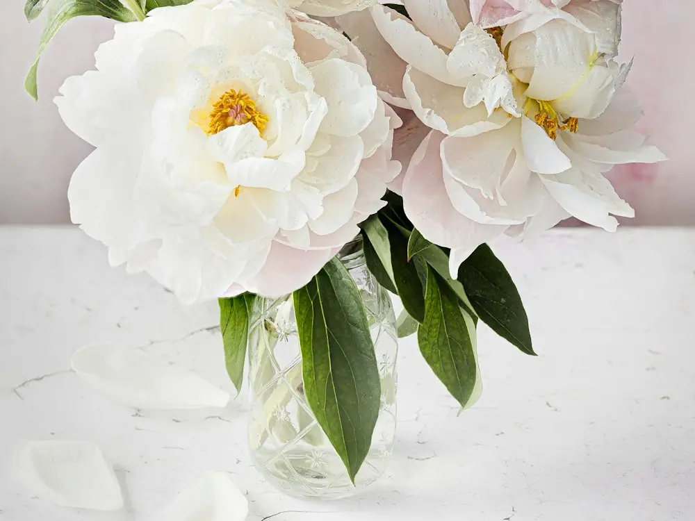 White and blush peonies in a glass vase on a white table with fallen petals