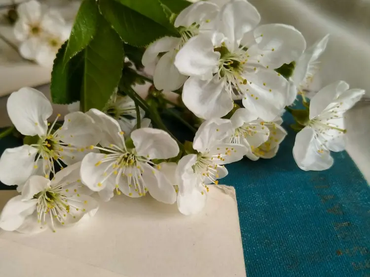 White cherry blossoms resting on an old letter dated 1964 beside a teal cloth book