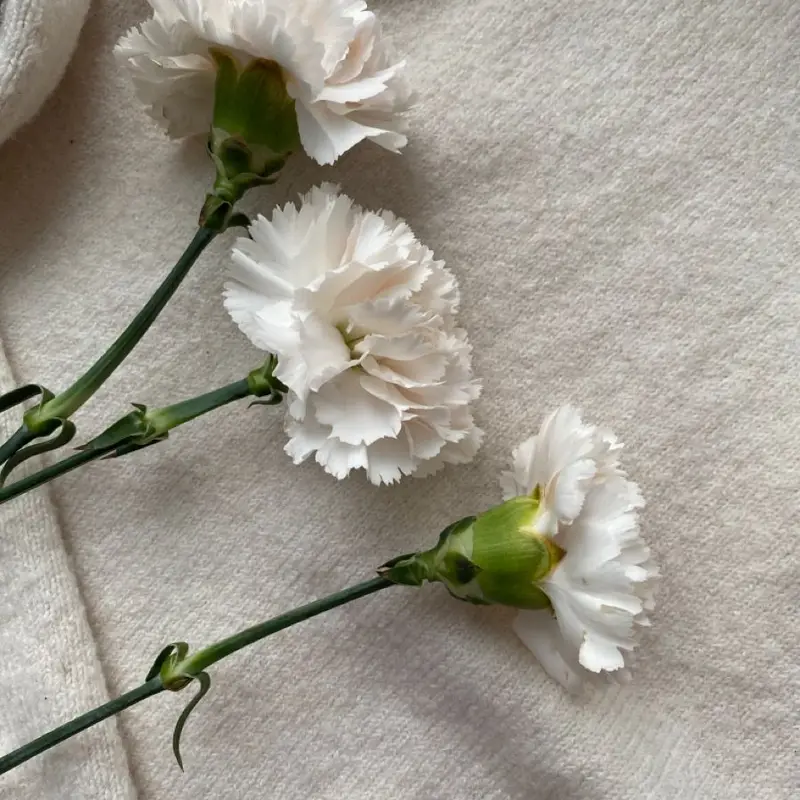 Carnation flower, called Carnation in Hindi