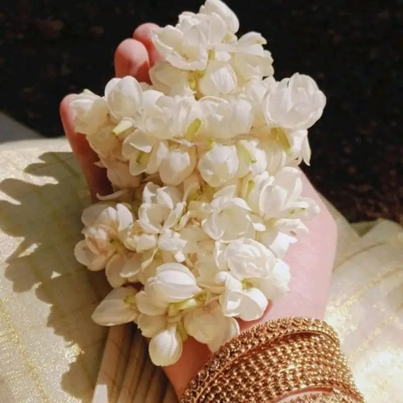 Jasmine flower, called Chameli in Hindi