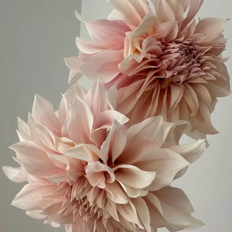 Dahlia flower, called Dahlia in Hindi