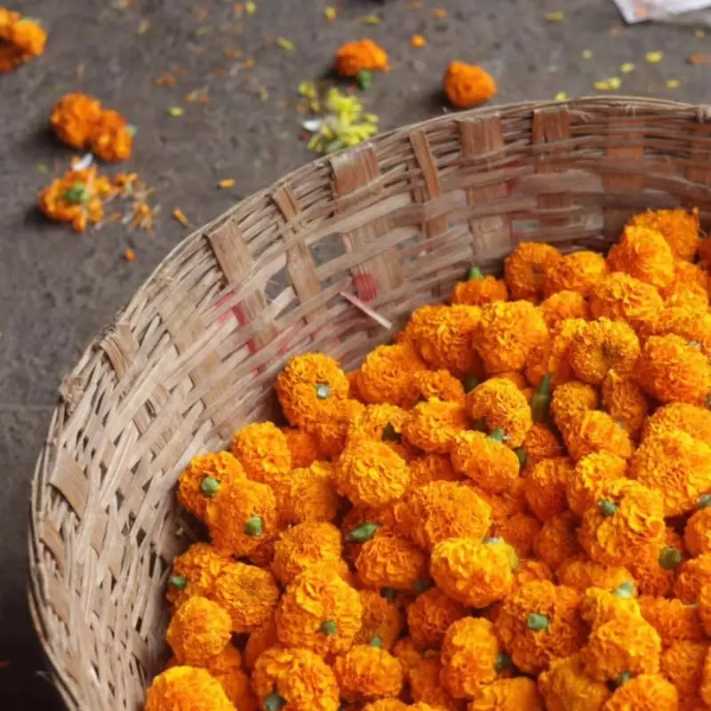 Marigold flower, called Genda in Hindi