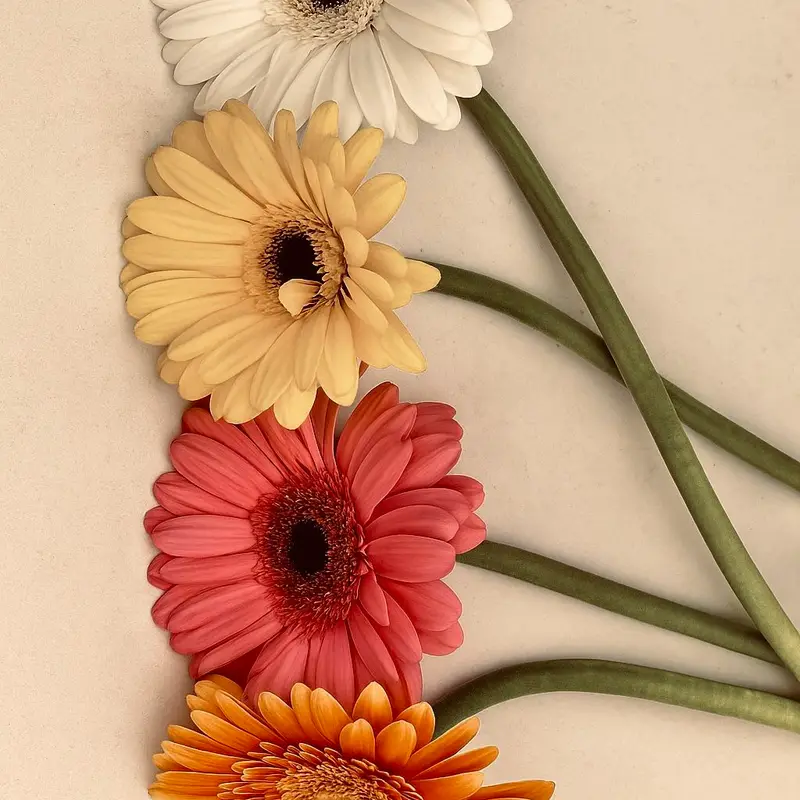 Gerbera flower, called Gerbera in Hindi