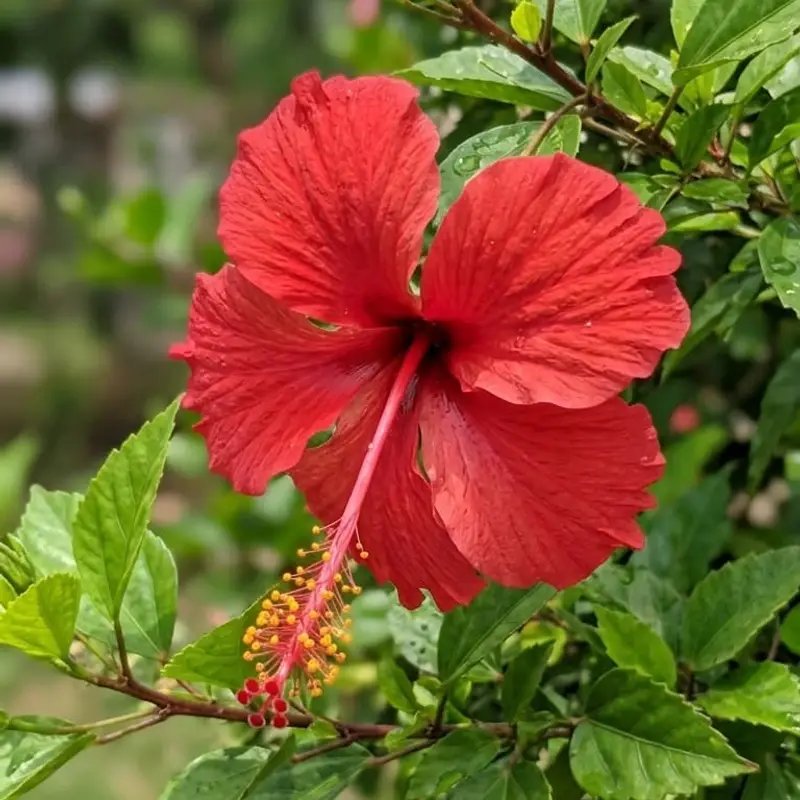 Hibiscus flower, called Gudhal in Hindi