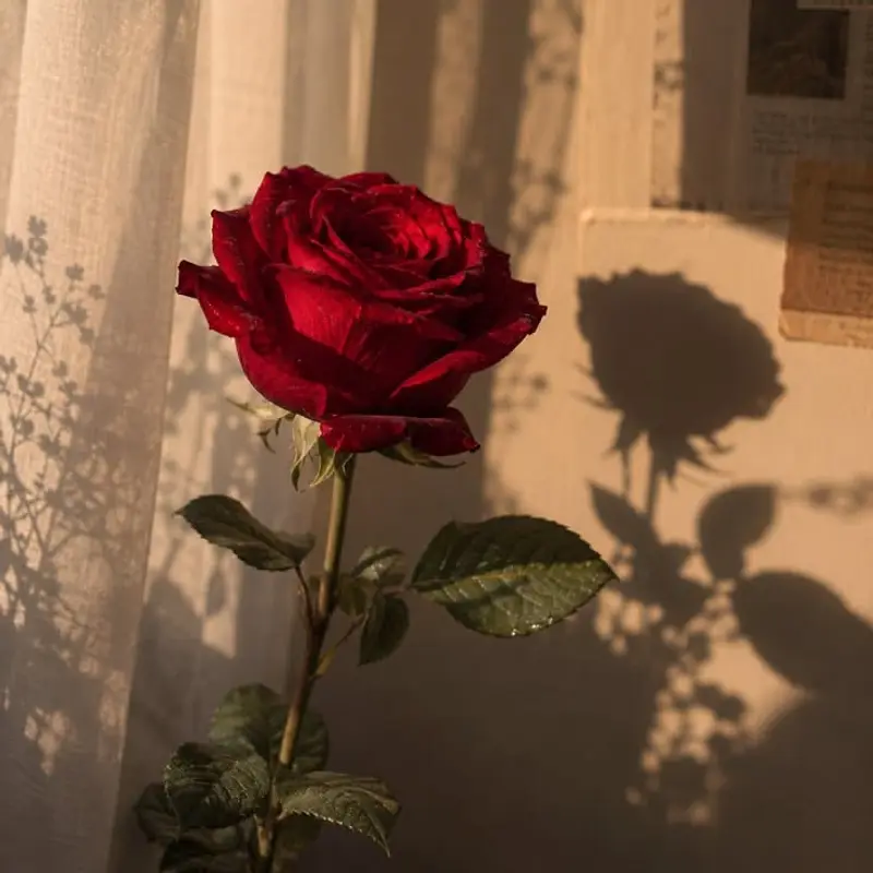 Rose flower, called Gulab in Hindi