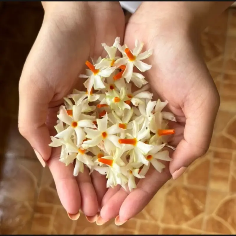 Night jasmine flower, called Harsingar (Parijat) in Hindi
