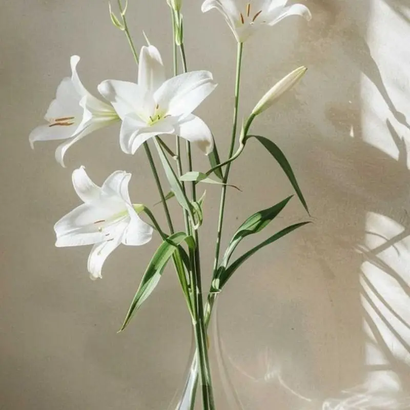 Lily flower, called Lily in Hindi