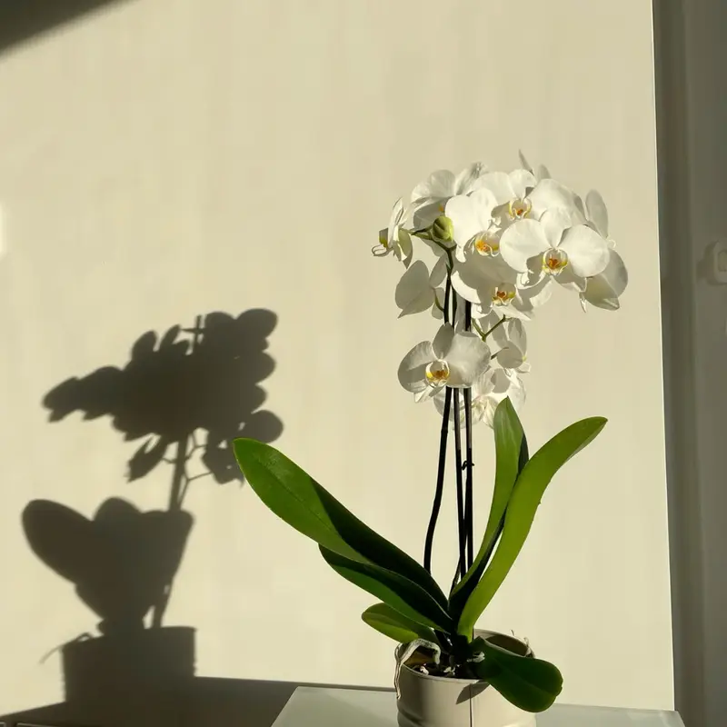 Orchid flower, called Orchid in Hindi