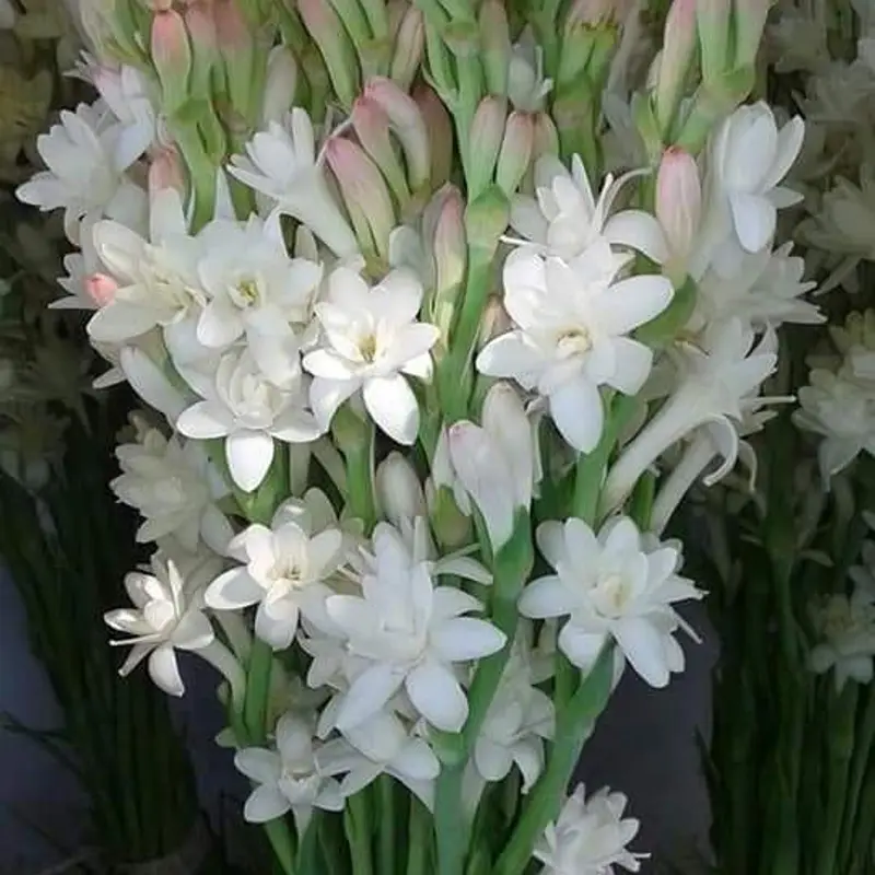 Tuberose flower, called Rajnigandha in Hindi
