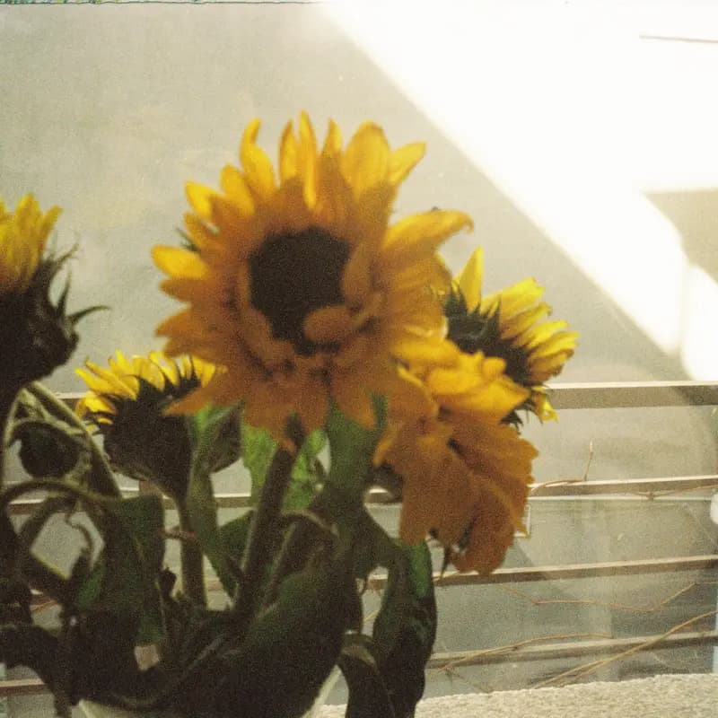 Sunflower flower, called Surajmukhi in Hindi