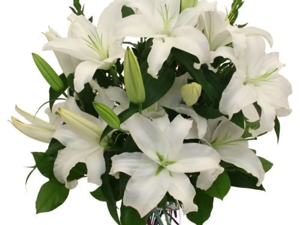 White lilies in a clear glass vase against a plain white background