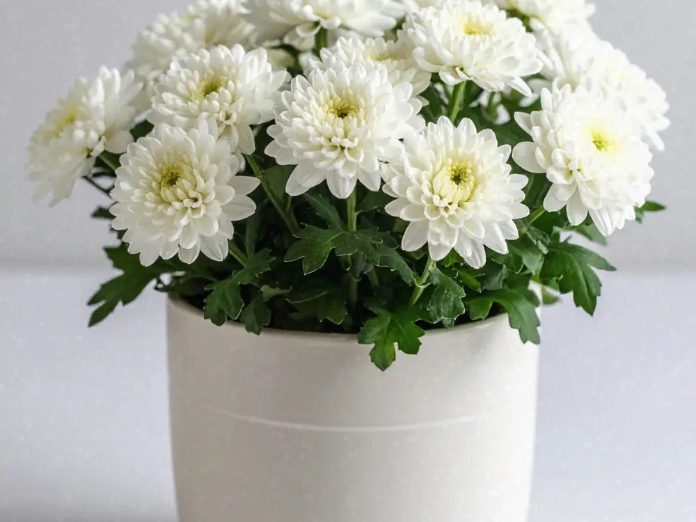 White chrysanthemums in a plain white pot