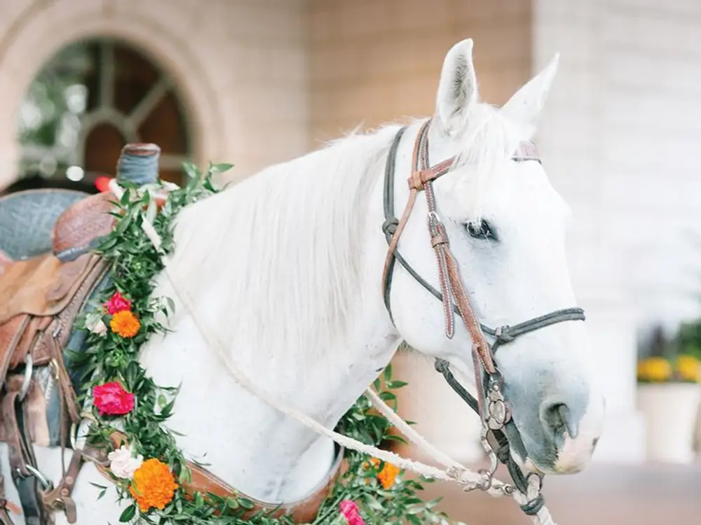 White ghodi with a garland of green leaves and orange and pink flowers